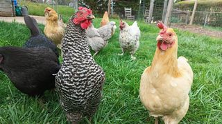 A photo of chickens taken by a Nuu B30 Pro